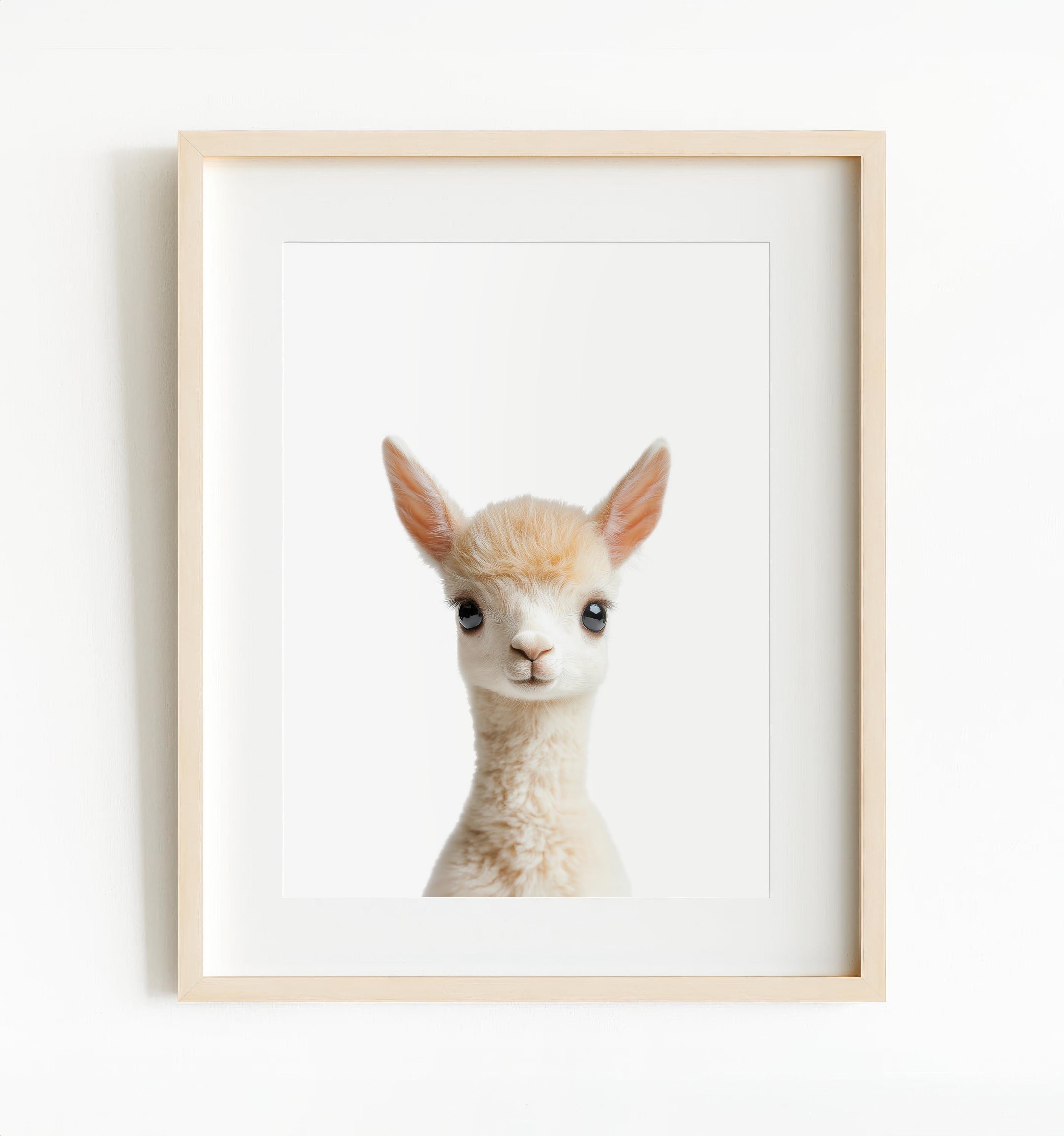 Baby Lama