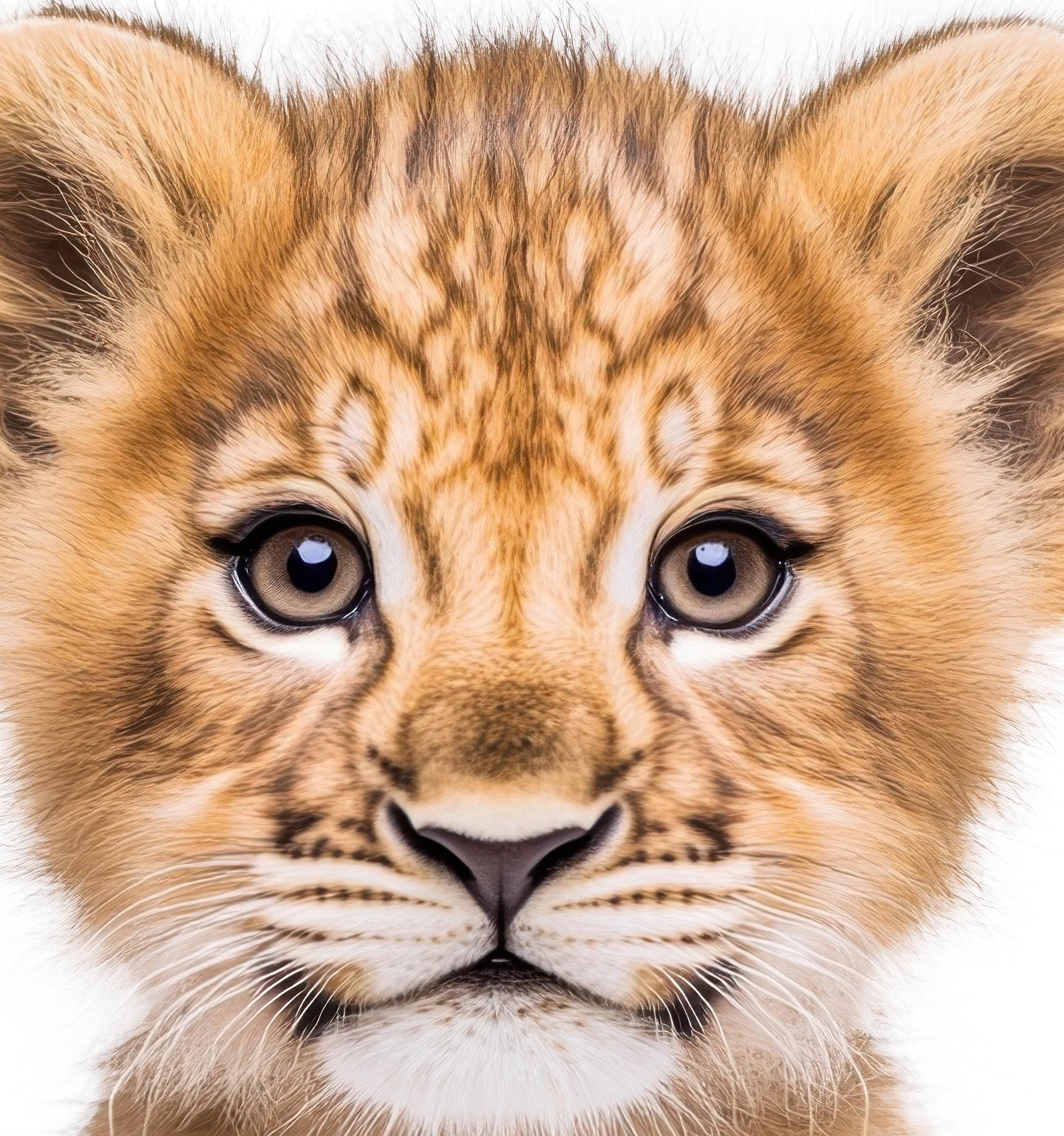 Baby Lion
