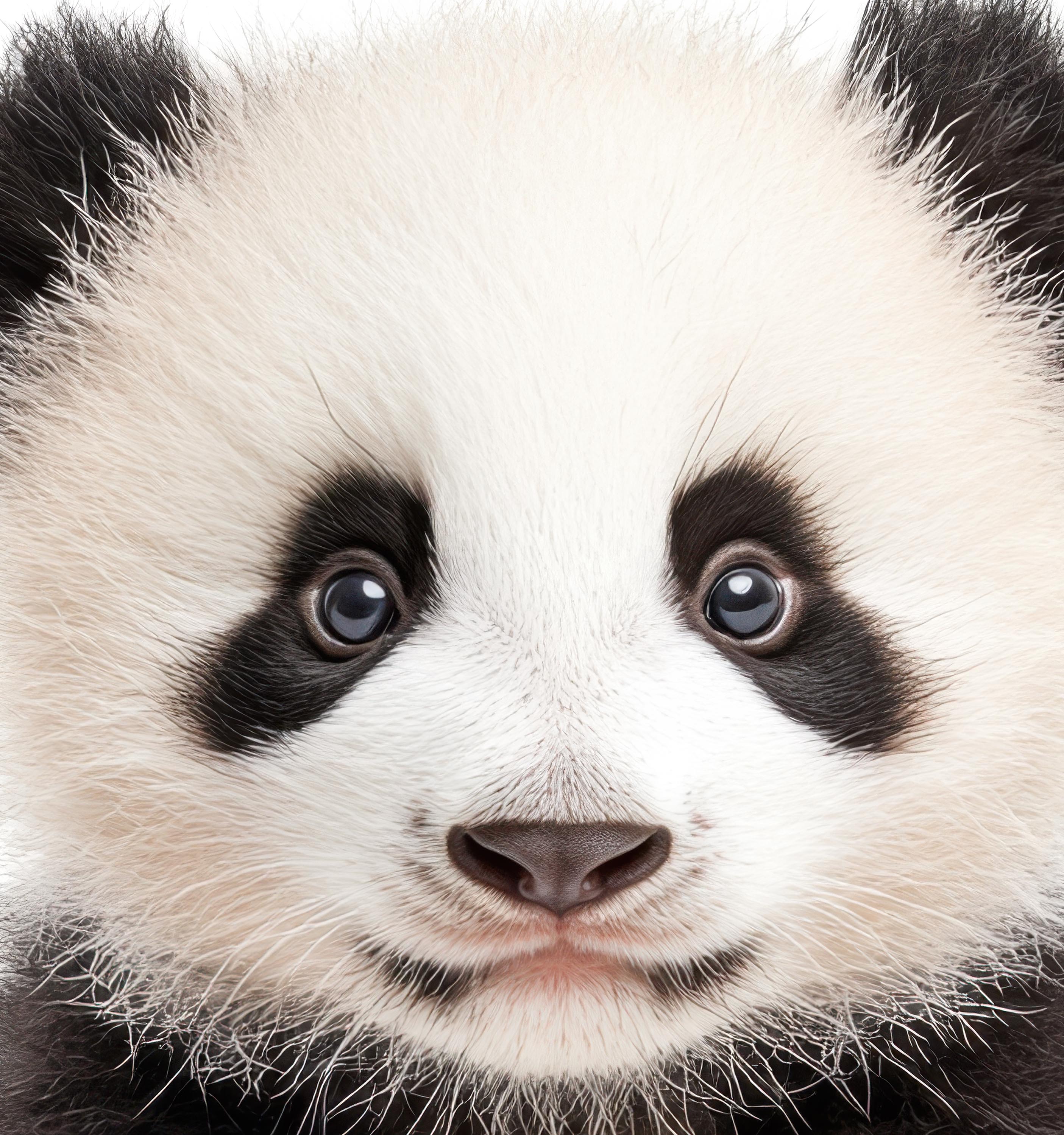 Baby Panda