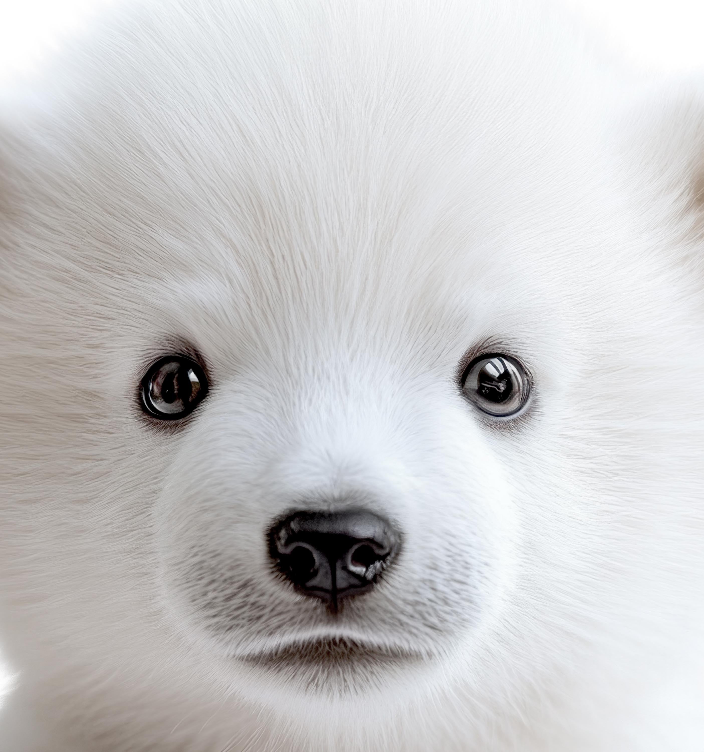 Baby Polar