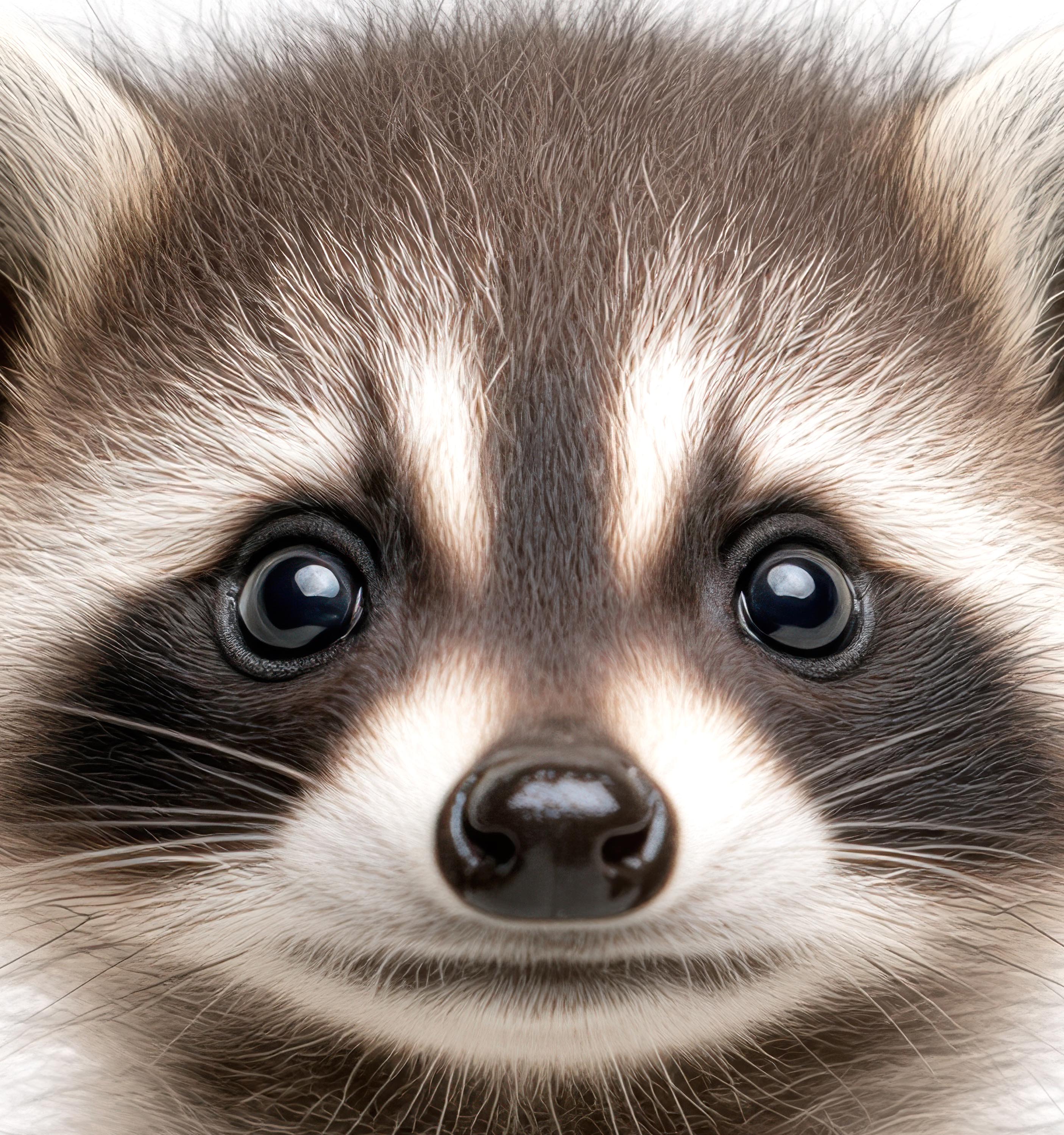 Baby Raccoon
