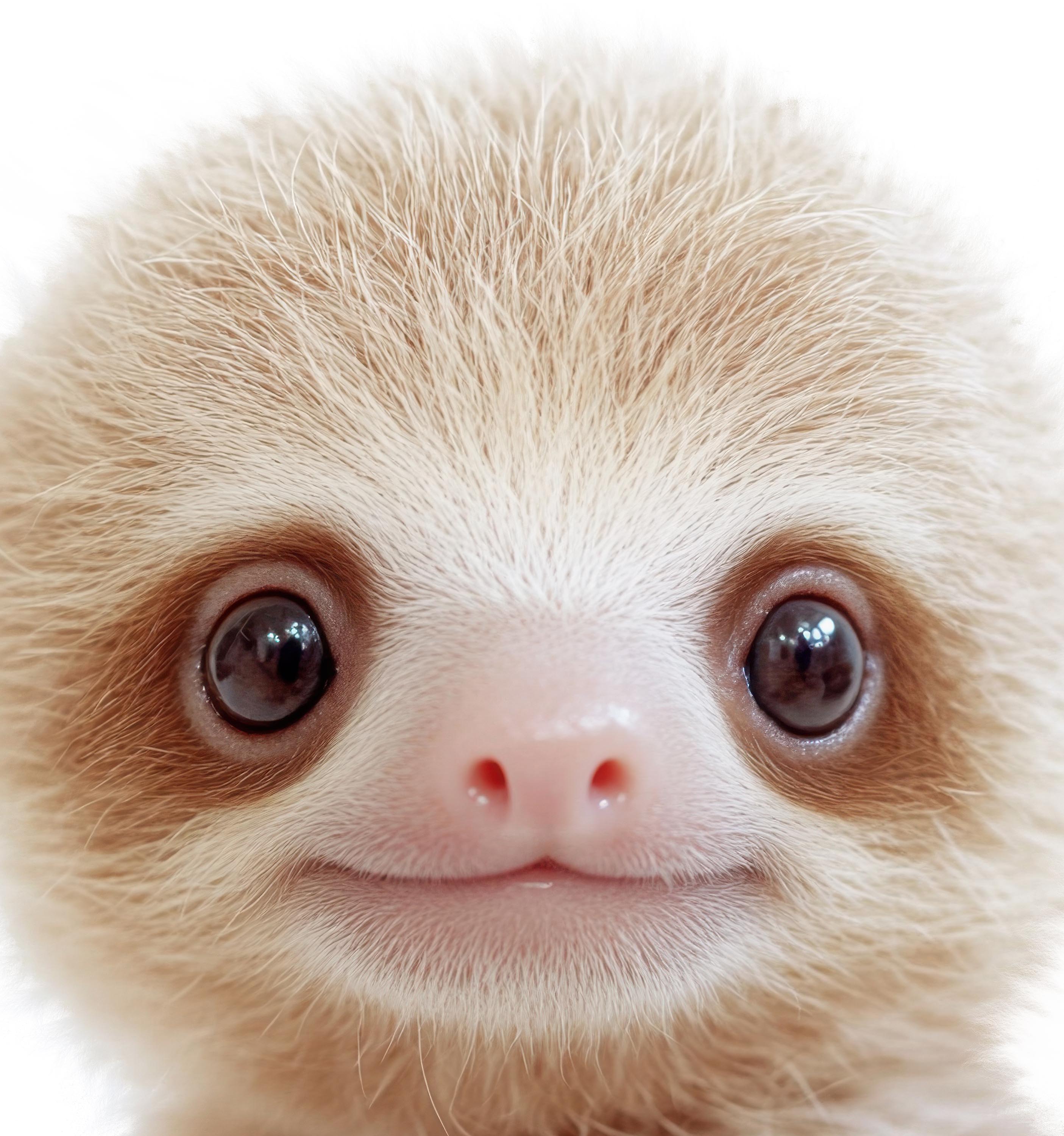 Baby Sloth